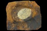 Paleocene Fossil Leaf - North Dakota #95521-1